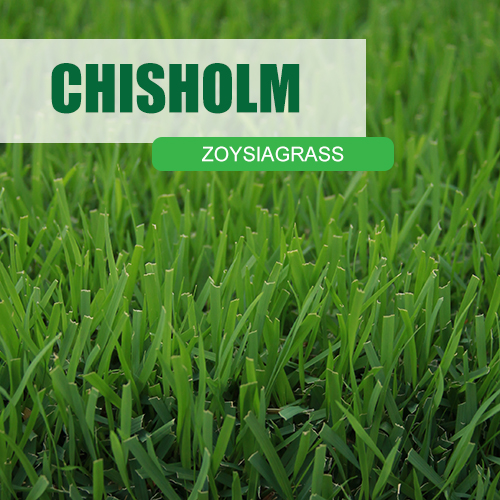 Chisholm Zoysiagrass