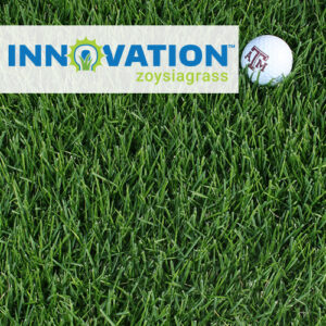 Innovation Zoysiagrass – Dallas