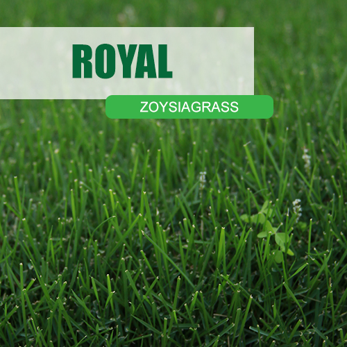 Royal Zoysiagrass