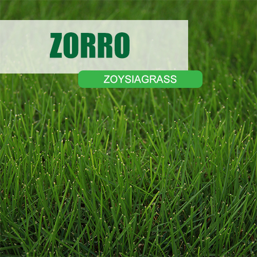Zorro Zoysiagrass