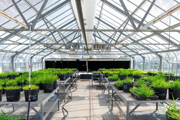 wide shot of turfgrass trays on tables in a greenhouse