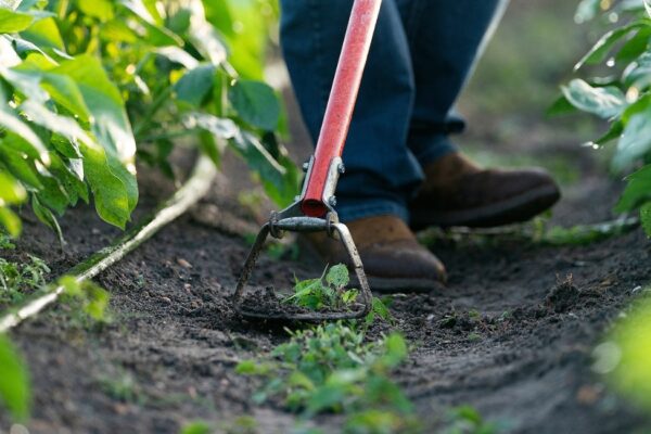 close up of hand hoe chopping weeds in a row crop