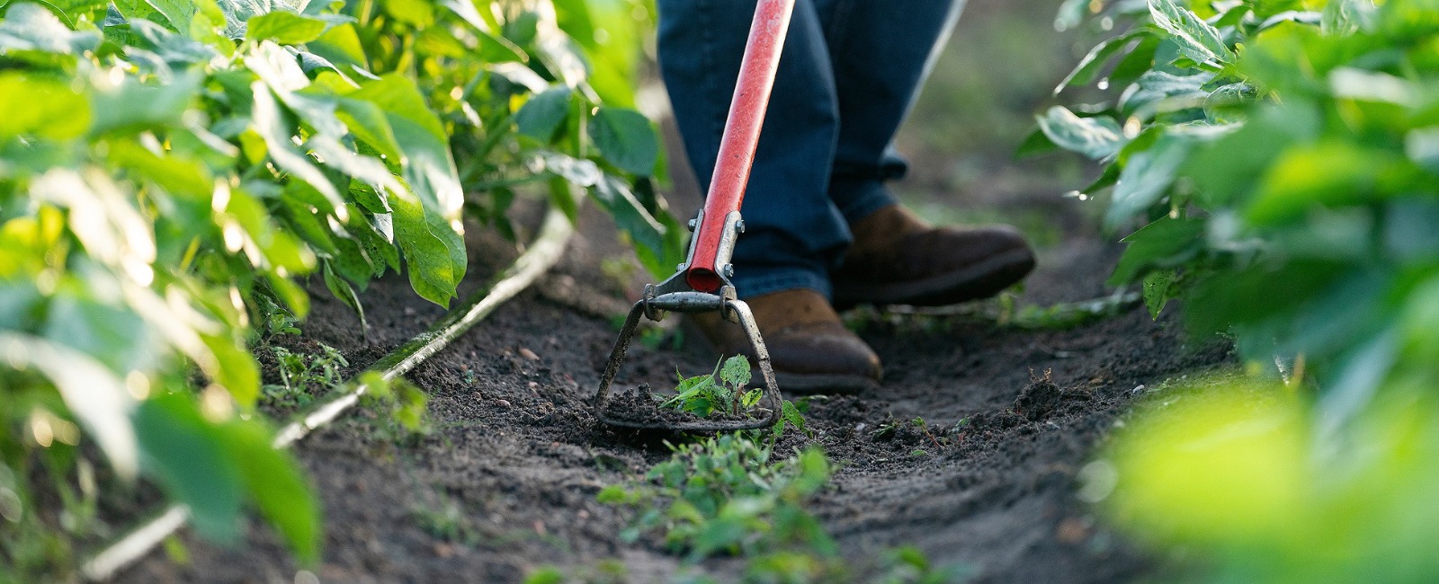 close up of hand hoe chopping weeds in a row crop