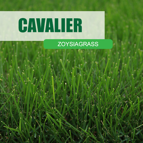 cavalier zoysiagrass up close