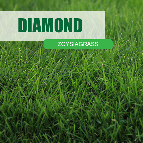 Diamond Zoysiagrass close up