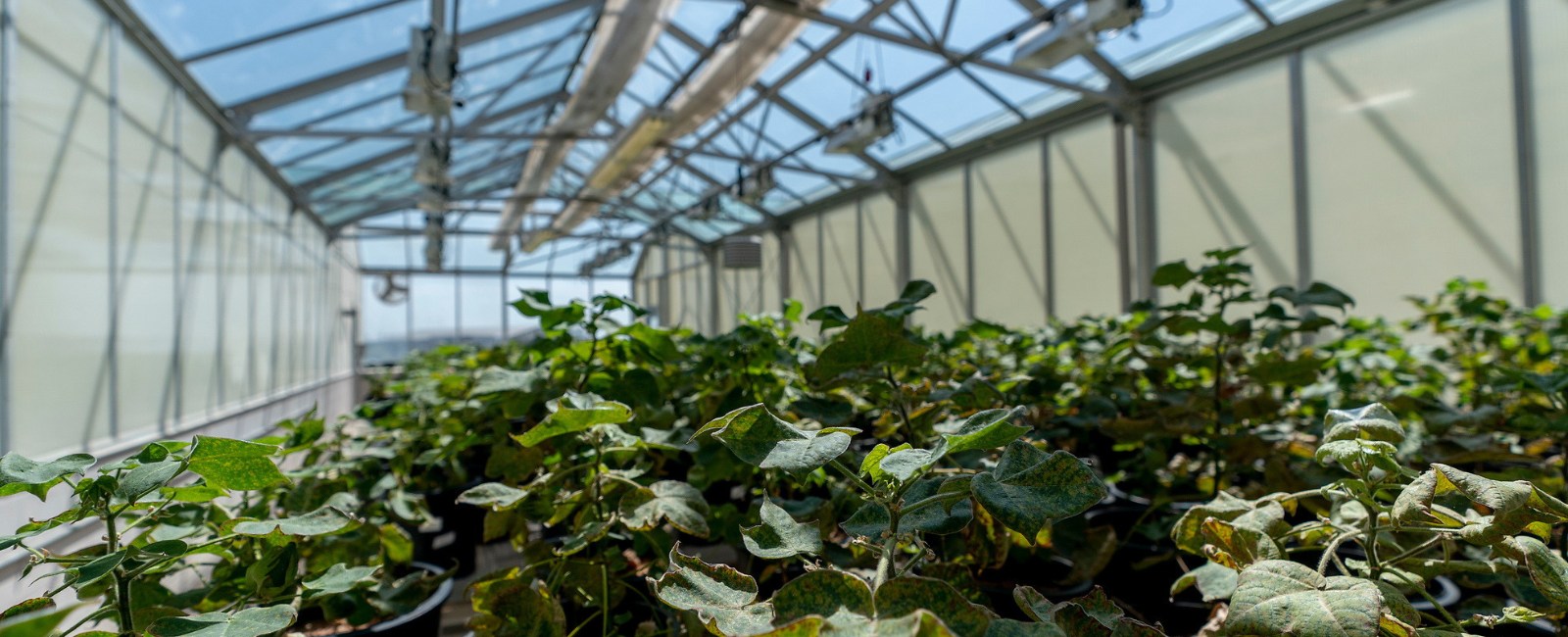 Plants in a greenhouse