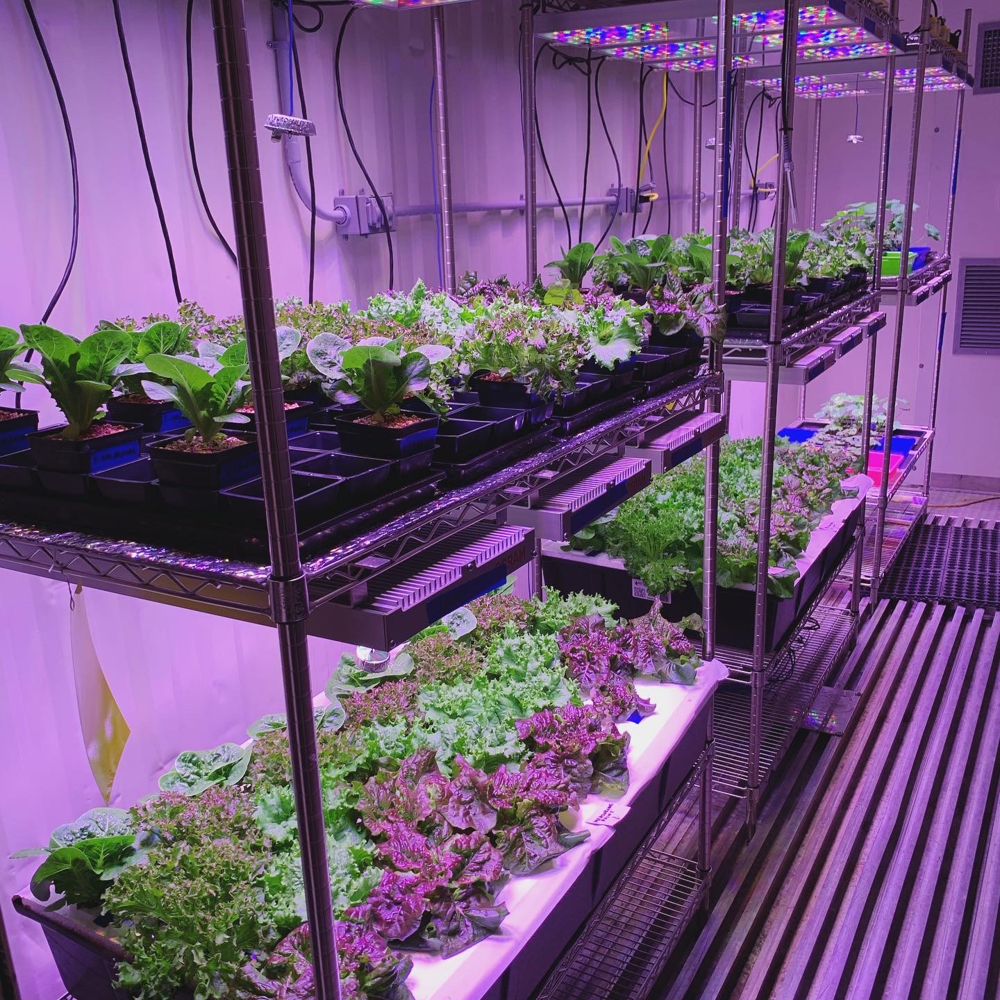 plants growing on shelves under purple lights