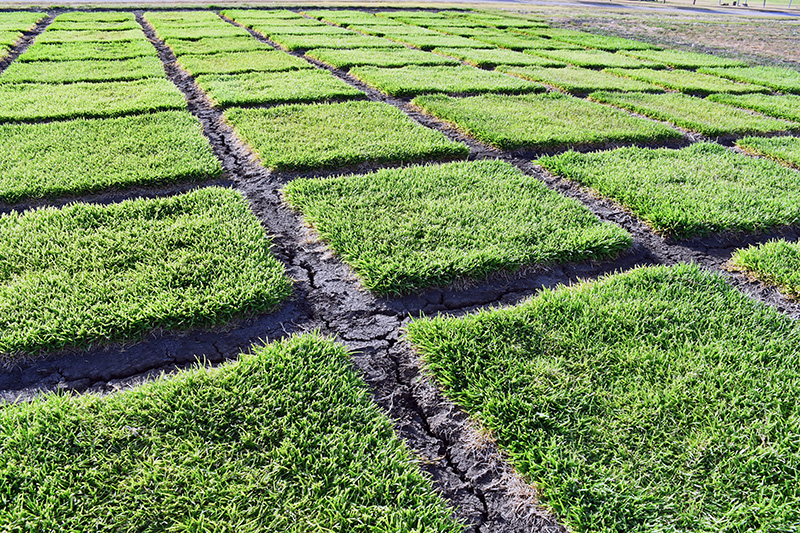 Patches of turfgrass sod in a grid pattern with cracked dirt between them outside in a field plot