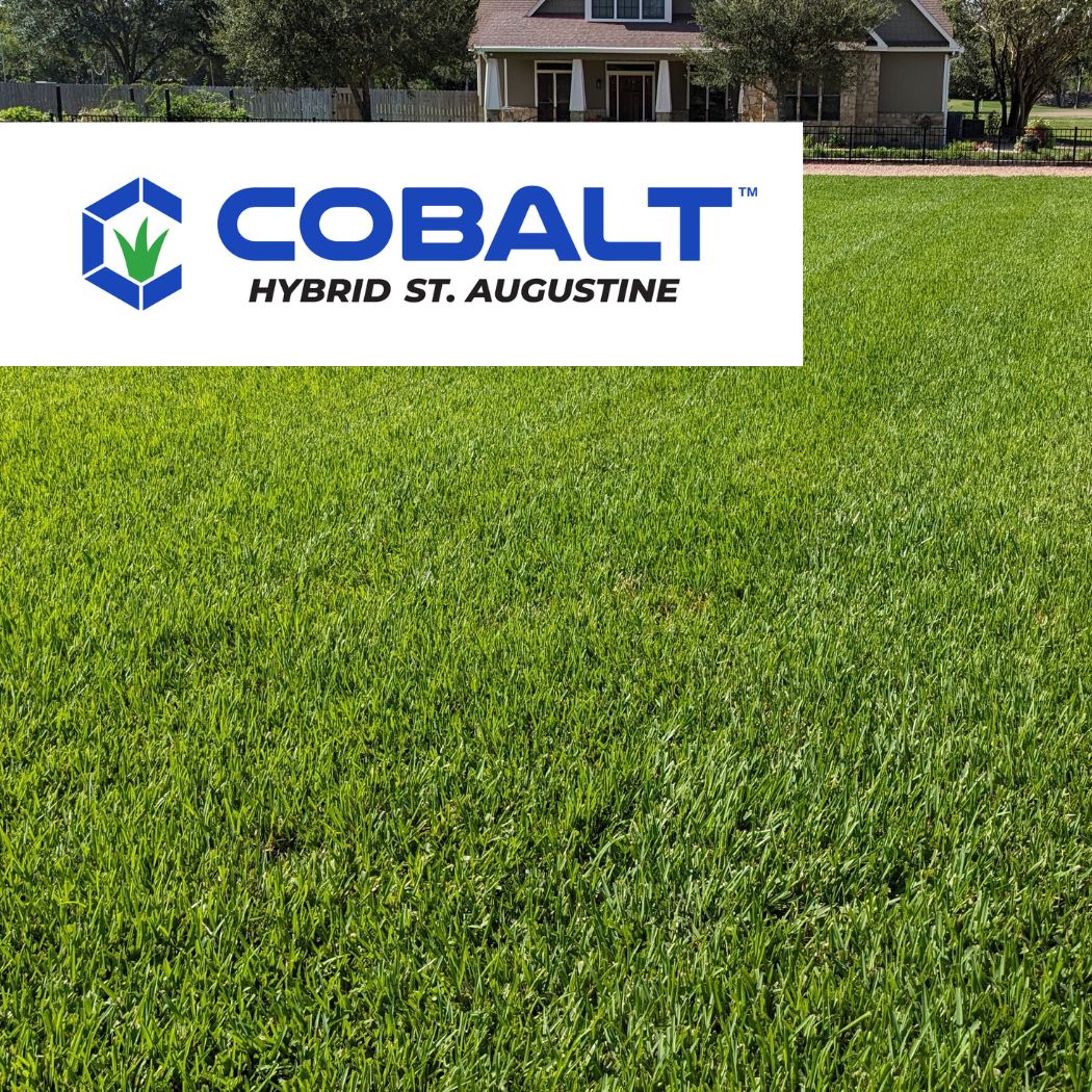 Cobalt™ St. Augustinegrass